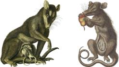 thumbnail of 
          Figure 15
        